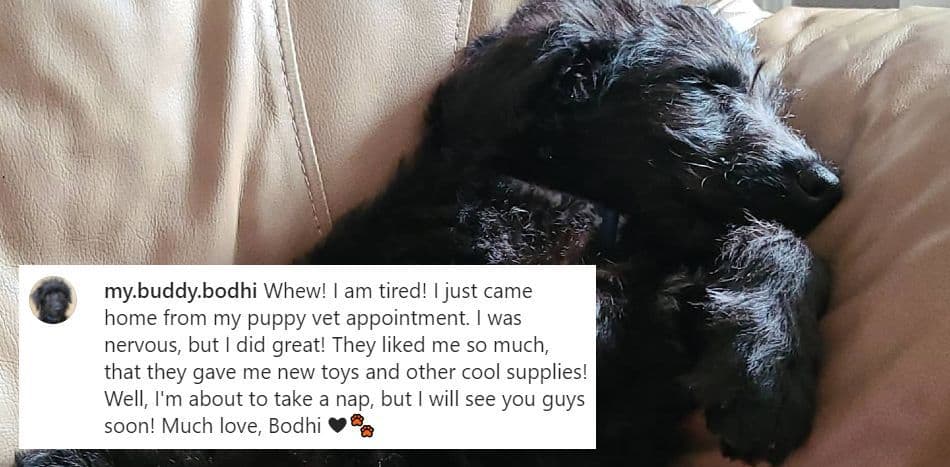Bodhi terrier mix sleeping on sofa with IG captions