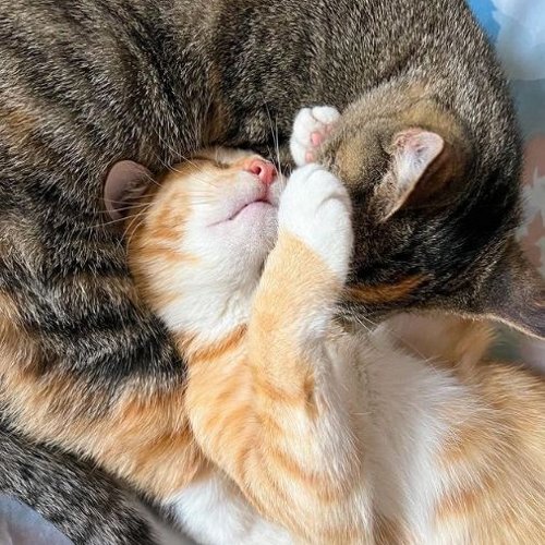 Cashmere and Mittens cuddled together | Cat influencers on Afluencer