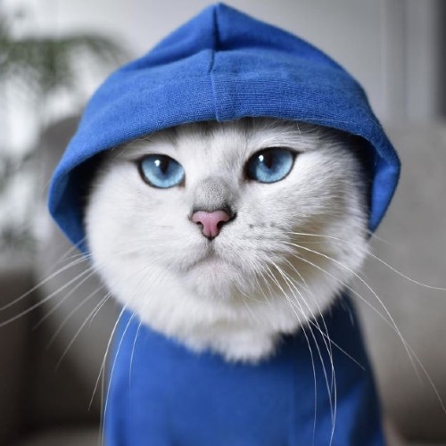 Coby the cat rockin a blue hoody to match his eyes