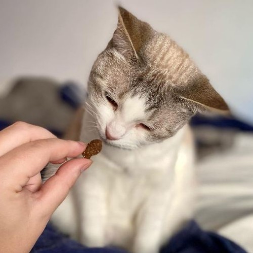 Kitten receiving fish-shaped cat treat