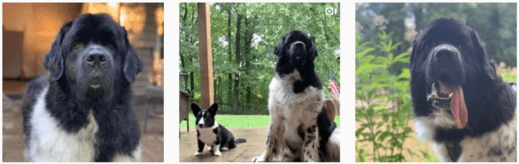 My Brown Newfies - Newfoundland Dogs Instagram