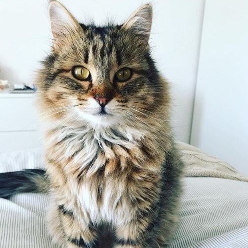 Leonardo Davinci | Instagram influencer cats