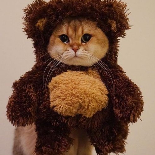 Kitty Maple wearing a cute teddy bear costume