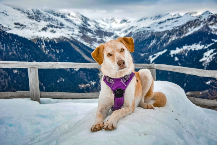 Glitter Bernese Mountain Dog Badge Reel - Cute Dog Mom Vet Tech Gift