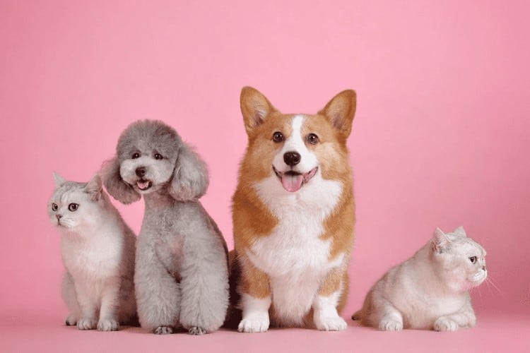 How To Make My Dog An Influencer and Get Sponsored