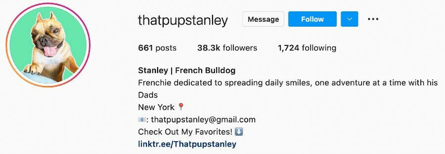 That Pup Stanley's Instagram bio | How to be a pet influencer